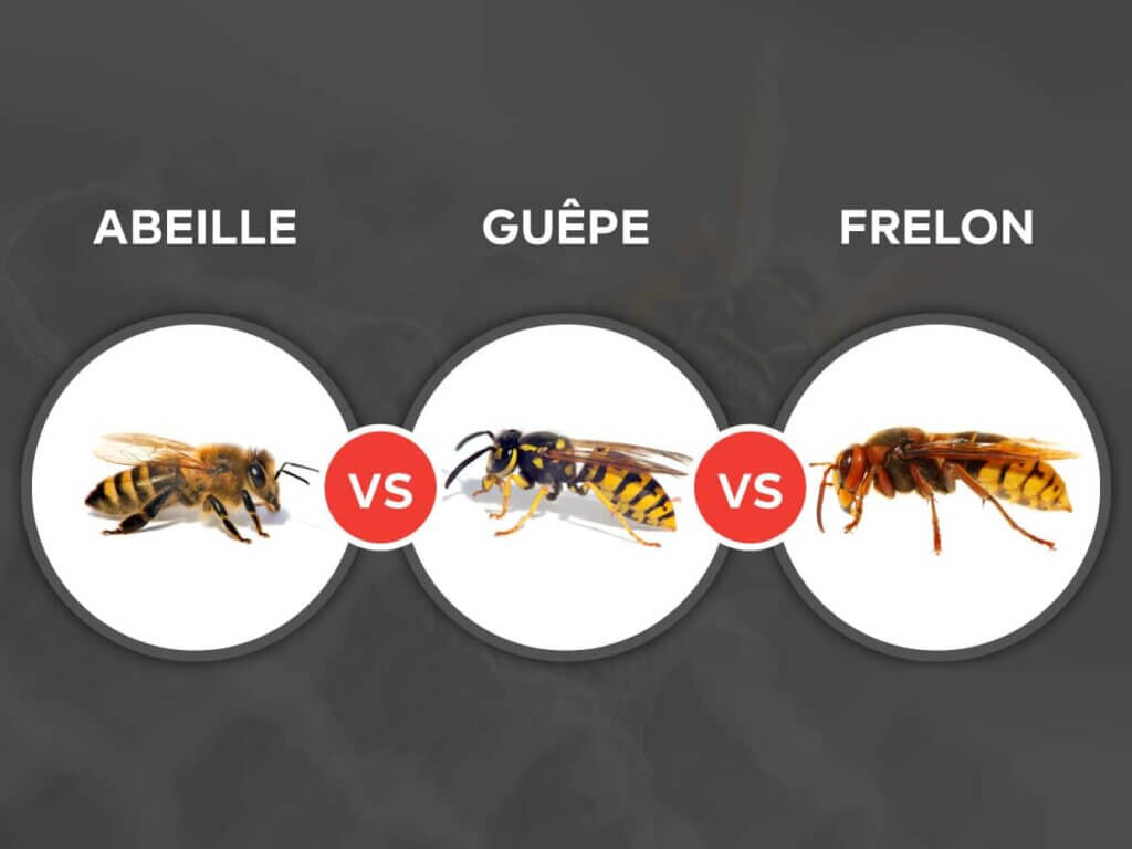 Differences entre abeille, guêpe et frelon