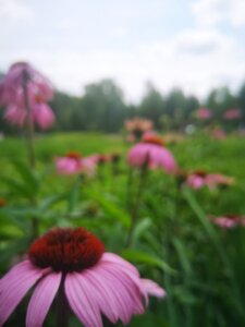 Fleurs d'échinacée pourpre dans les jardins de Symbiose Herboristerie