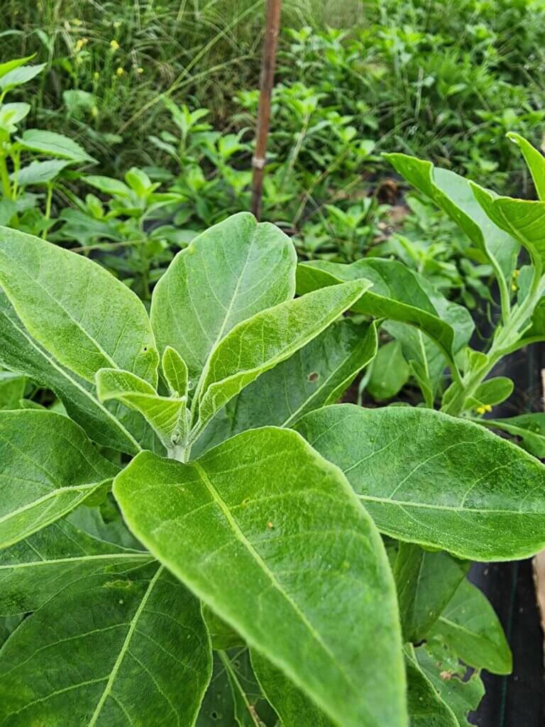 Ashwagandha (Withania somnifera) en culture