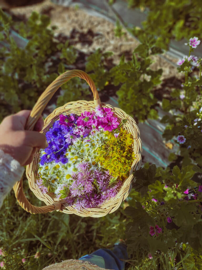 Panier tressé rempli de fleurs et plantes fraîchement cueillies